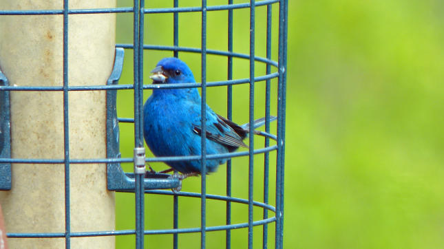 best feeder for indigo bunting